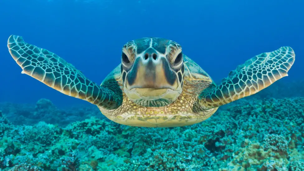 Green turtle bounces back from brink in conservation ‘win’