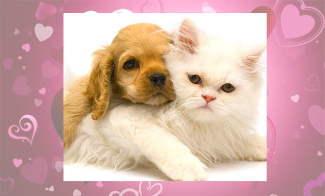 Man Claims His Cat and Dog Are In Sexual Relationship