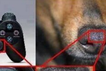 Microsoft Killing Dogs To Make Game Controllers