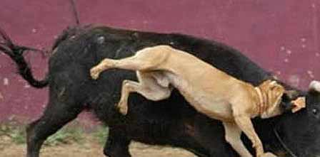 Pit Bull Addicted to Pit Bull Energy Drink